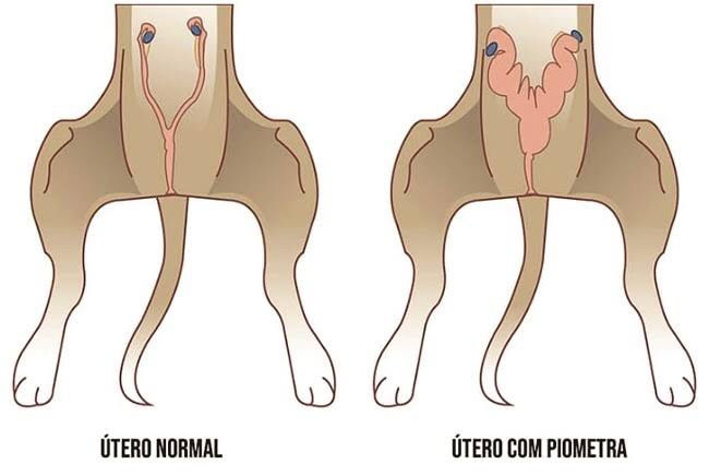 Piometra